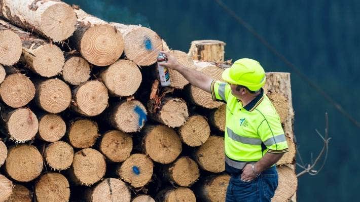 MAC SprayMark Forestry Marker Local Wood Industry Under Pressure