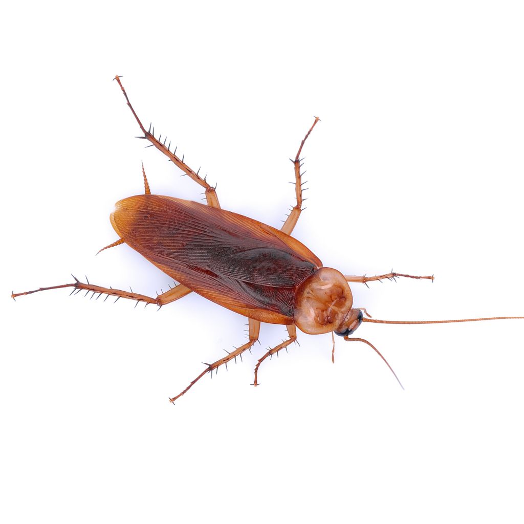Close-up of a cockroach on floor after insecticide treatment in NZ