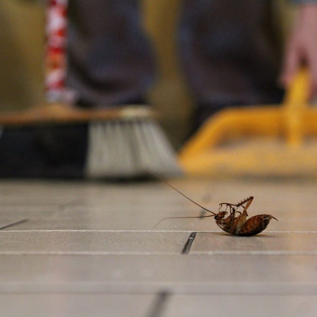 Dead cockroach on kitchen floor being swept with broom – cockroach control NZ